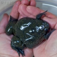 African Clawed Frog